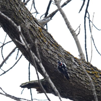 Woodpecker Standoff