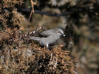 Townsend's Solitaire