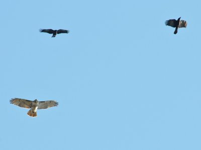 Red-Tailed Hawk Mobbed By Crows