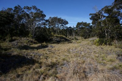 Silversword Meadow