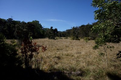 Big Grazing Meadow