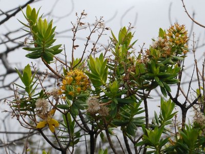 Dubautia Linearis