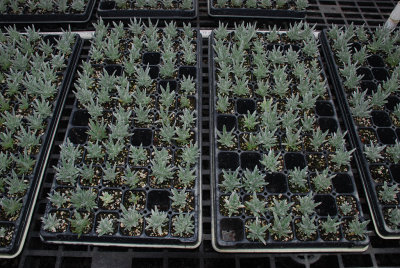 Silversword Nursery