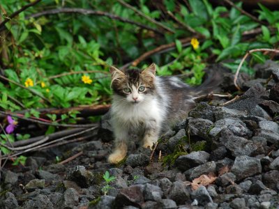 Feral Housecat