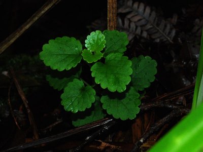 Scalloped Leaves
