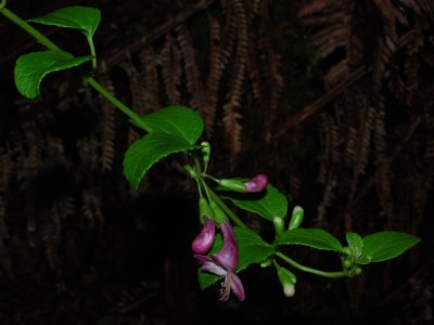 Elongated, Smooth Flat Leaves