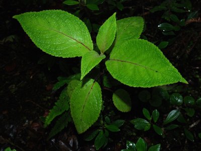 Phyllostegia Floribunda