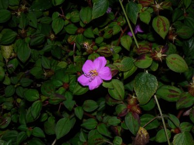 Dissotis Rotundifolia