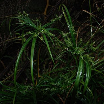 'Ahuawa Seed Heads