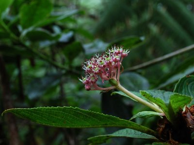 Kanawao Flowers