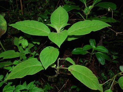 Phyllostegia Floribunda