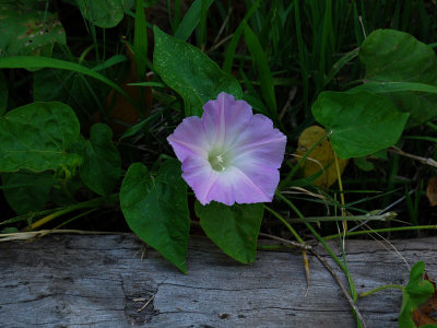 Convolvulaceae (Morning Glory Family) - Koali 'Awa