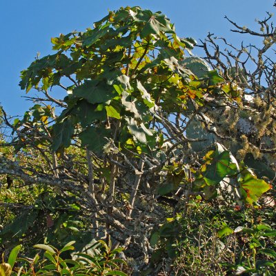 Koki'o