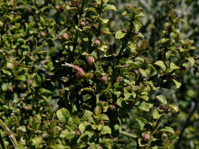 S. Microphylla