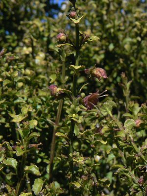 S. Microphylla