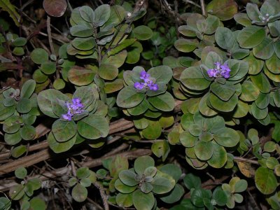 Verbenaceae (Verbena Family) - Pohinahina