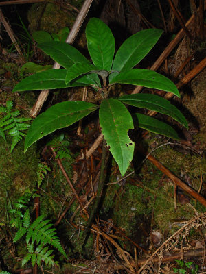 Cyanea Floribunda