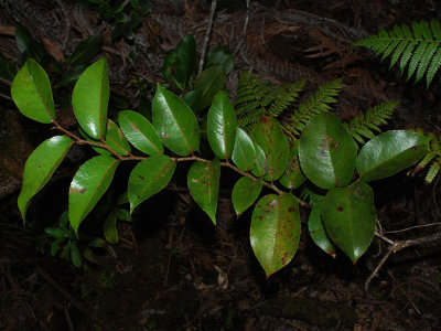 Flacourtiaceae (Oddballs Family) - Maua