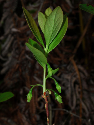 'Ohelo Kau La'au Flowers