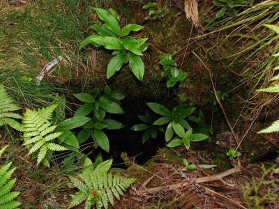 Cyanea Floribunda Colony