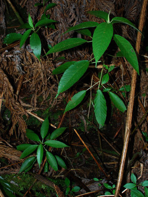 Small Olonas