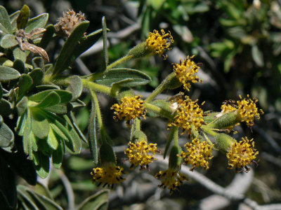Dubautia Arborea Flowers
