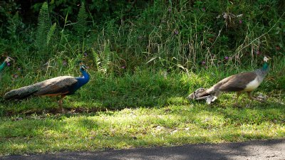 Peafowl