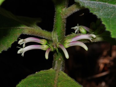 Cyanea Pilosa Flowers