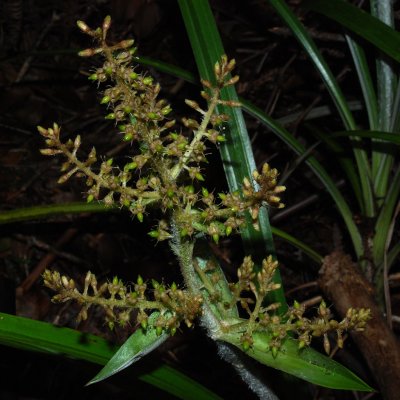 Pa'iniu Flowers