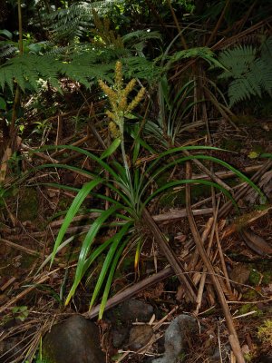 Flowering Pa'iniu