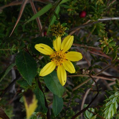 Kookoolau Flower