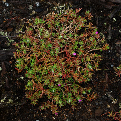 Pigweed (alien)