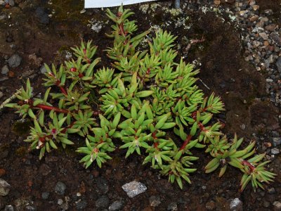 Portulacaceae (Purslane Family) - 'Ihi, Po'e