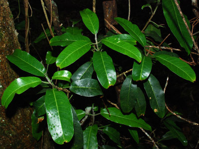 Melicope Hawaiensis