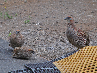 Erckel's Francolin Family