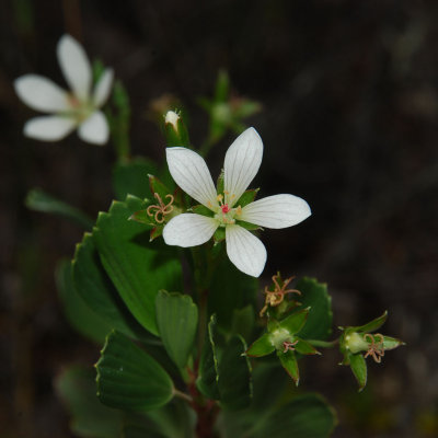 Nohoanu Flower