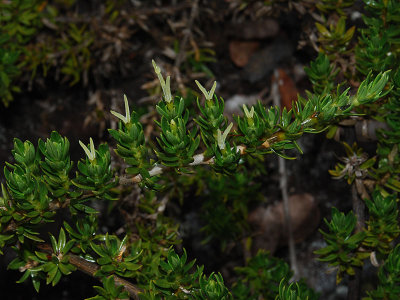 Kukuaenene Flowers