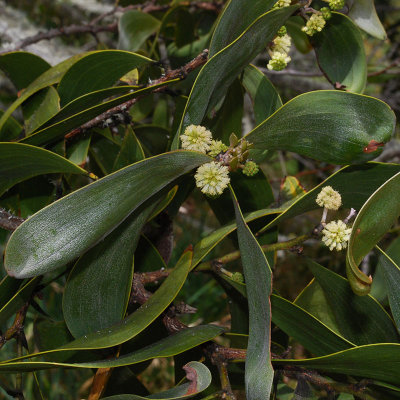 Koa Flowers