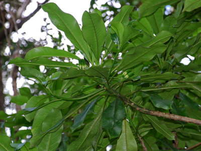 Clermontia Hawaiiensis