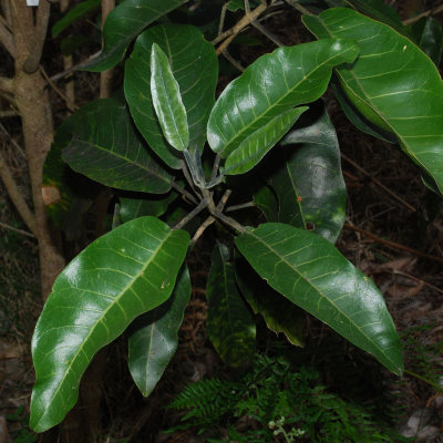 Melicope Hawaiensis