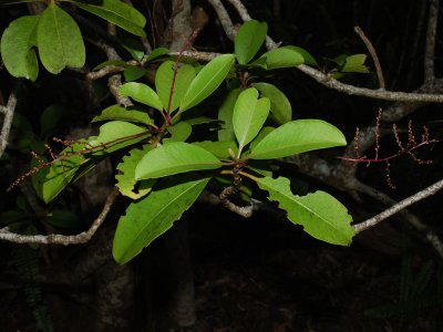 Amaranthaceae (Amaranth Family) - Papala, 'Aheahea, Kulu'i, etc