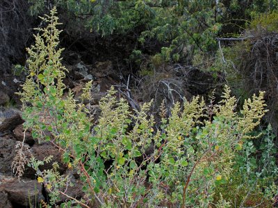 'Aheahea Flowers