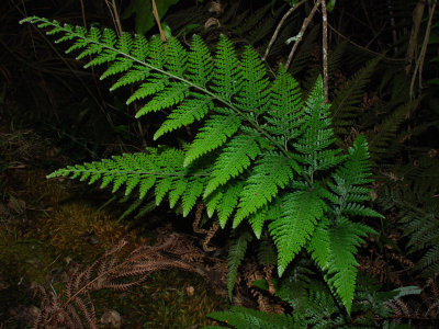 Palapalai (Microlepia)