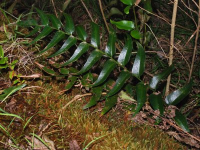 Cyrtomium Falcatum
