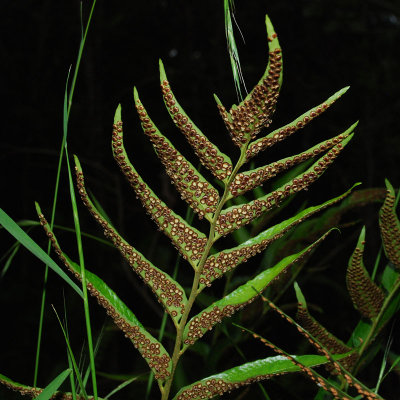 Cyrtomium Falcatum