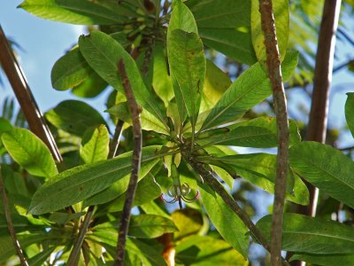 Clermontia Montis-Loa