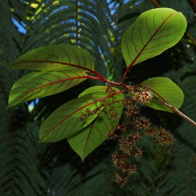 Celastraceae (Bittersweet Family) - Olomea