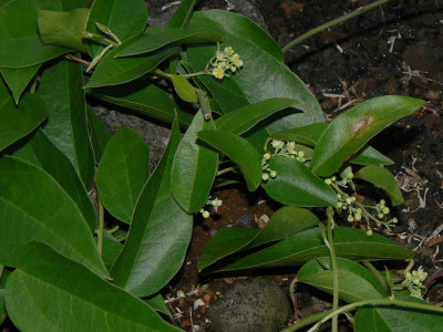 Menispermaceae (Moonseed Family) - Huehue