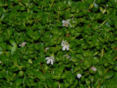 Scrophulariaceae (Figwort Family) - 'Ae'ae