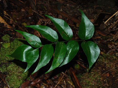 Cyrtomium Falcatum